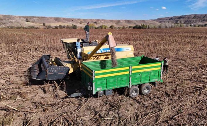 Boynunu eğen günebakanlar, üreticinin yüzünü güldürdü