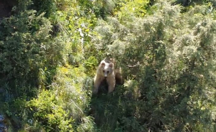 Boz ayı dron kamerasına yakalandı