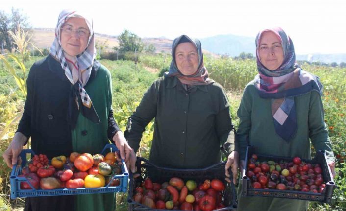 Bu bahçede 55 çeşit domates, 22 çeşit biber üretiliyor