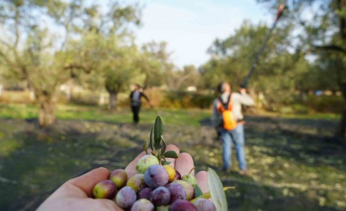 Bu yılın zeytin ve zeytinyağı rekolte tahmini açıklandı