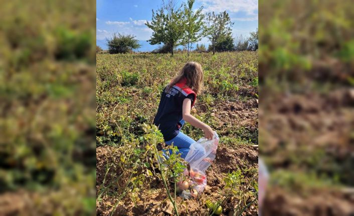 Buharkent’te hasat öncesi pestisit denetimleri sürüyor