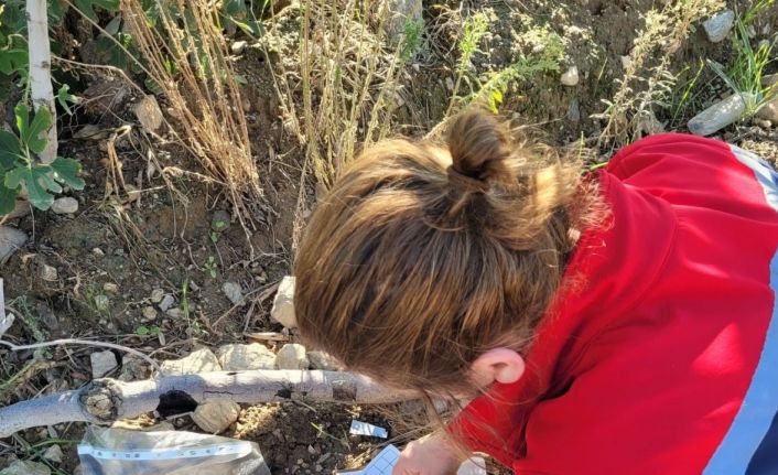 Buharkent’te meyve sineğiyle mücadele aralıksız sürüyor