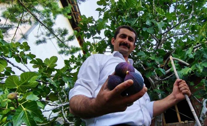 Bursa karası incirini Erzurum’da yetiştirdi