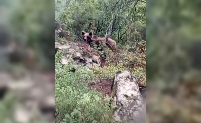 Bursa’da kaymakamlık uyardı: Dikkat ayı çıkabilir