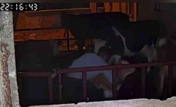 Buzağıyı kucaklayarak çaldılar