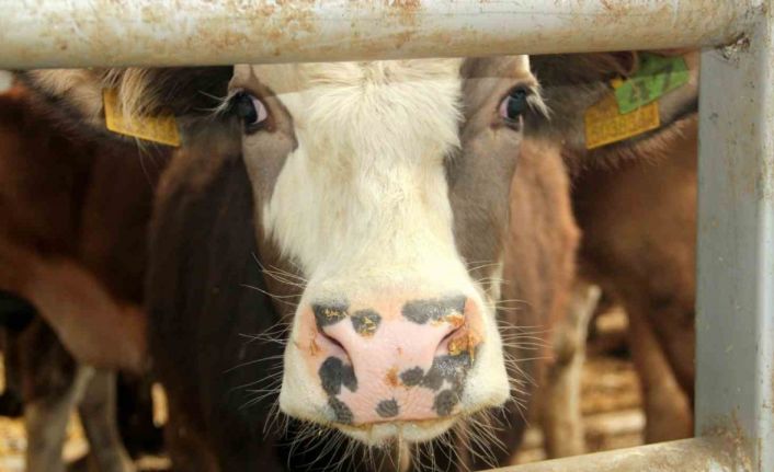 Çal’da 2 mahallede şap tespit edilmesi üzerine 19 mahalle karantinaya alındı