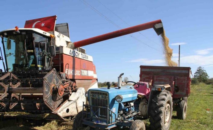 Çarşamba Ovası’nda çeltik hasadı