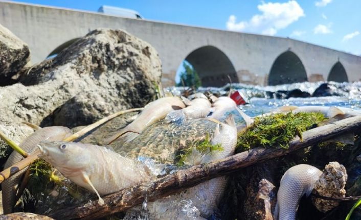 Ceyhan Nehri’ndeki kirlilik balıkları telef etti