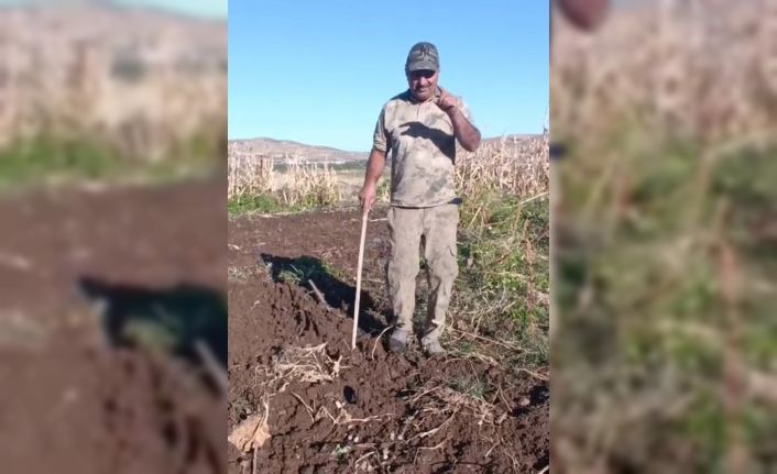 Çiftçiden bahçesini talan eden domuza tebessüm ettiren tepki: "Benden uzak durmadığın müddetçe kalemini kıracağım"