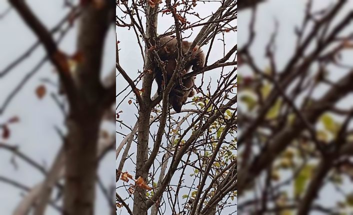 Çıktığı ağaçta mahsur kalan yavru ayı kurtarıldı