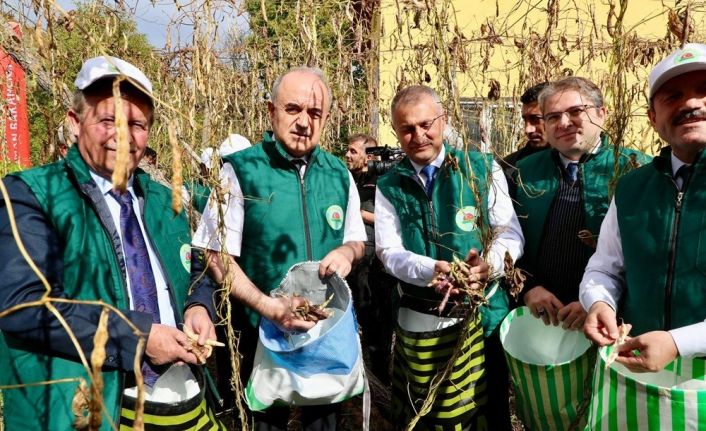 Coğrafi işaret tescilli ‘Akkuş Şeker Fasulyesi’nde hasat başladı