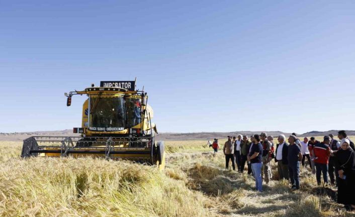 Coğrafi işaretli Karacadağ pirinci, bereketiyle toplandı