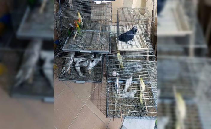 Çorlu’da Egzotik Kuş Operasyonu: Ceza yağdı