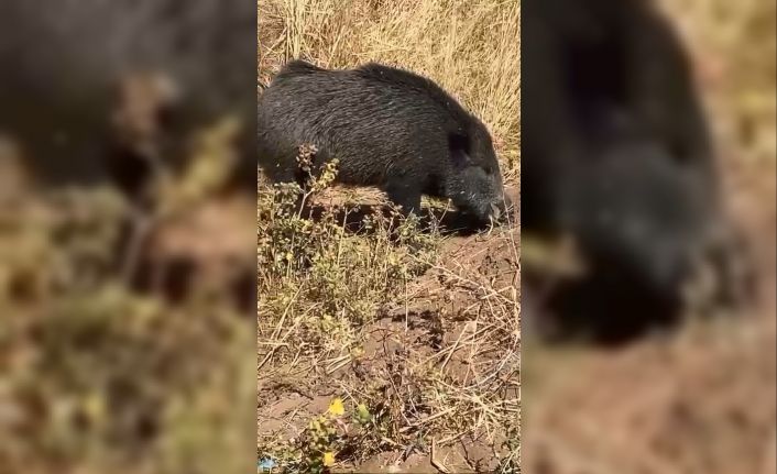 Dağ bayır gezip göremediği domuzu köyde görünce cep telefonu ile görüntüledi