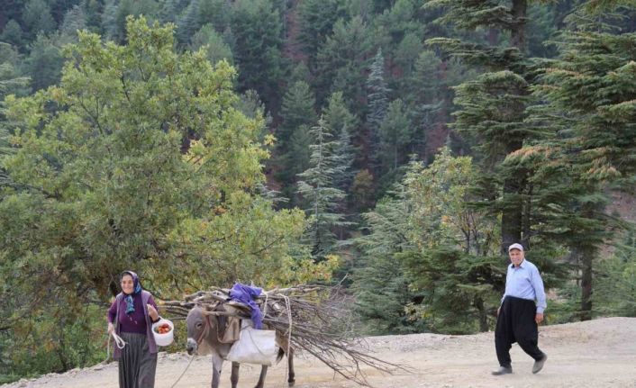 Dağ köylerinde eşekle odun çekme nostalji yaşattı