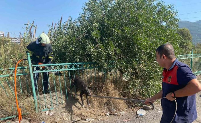 Demir korkuluğa sıkışıp mahsur kalan köpeği itfaiye kurtardı