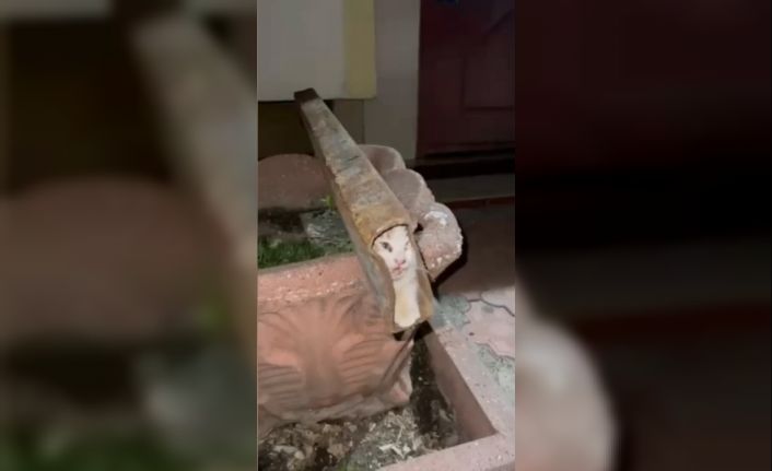 Demir profile sıkışan kediyi itfaiye ekipleri kurtardı