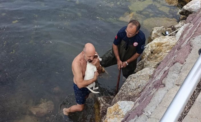 Deniz kenarında sıkışan köpek için kurtarma operasyonu