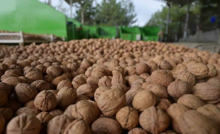 Denizli’de sezonun ilk ceviz hasadı Tavas’ta yapıldı