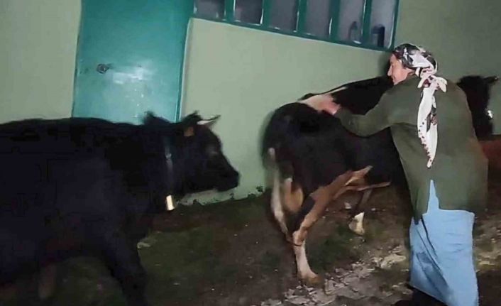 Dere suyu yükselince mahsur kalan hayvanlar 2.5 saatlik operasyonla kurtarıldı