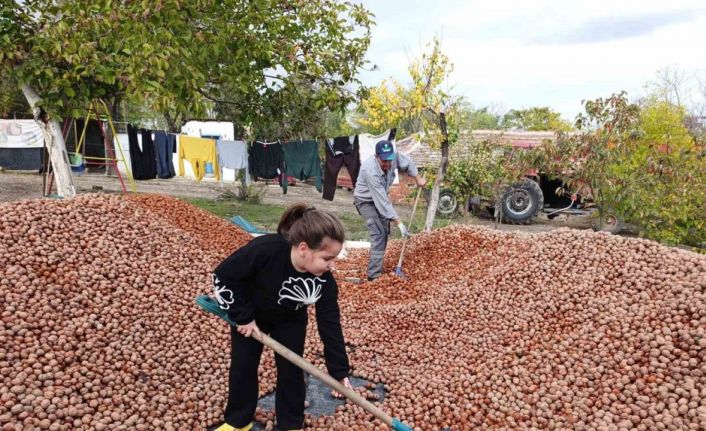 Devletten 49 yıllığına bedelsiz kiralanan arazilerde ceviz bereketi