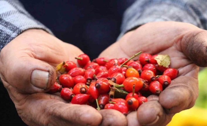 Dikenlerin arasında zahmetle toplanan kuşburnuna rağbet arttı