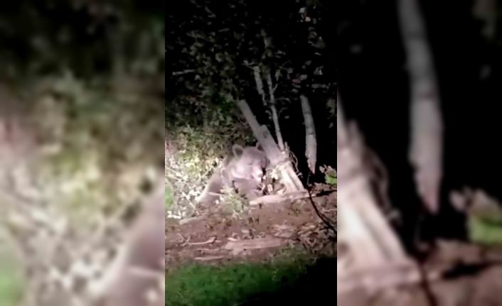 Dikenli tellerin arasında mahsur kalan ayı kurtarıldı