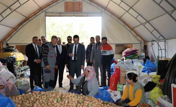 Dinar’da ceviz hasadı başladı