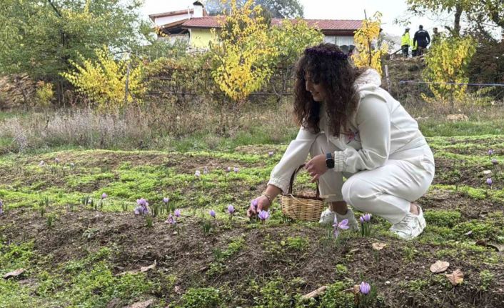 ’Dünyanın en pahalı baharatı’ safranın kilogramı 600 bin liradan satılacak