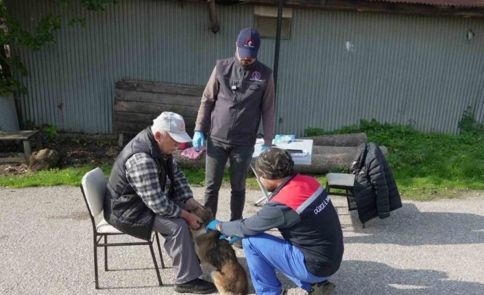Düzce’de 175 köpek yerinde sahiplendirildi