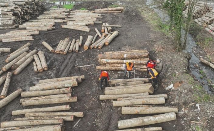 Düzce’den 11 bin 596,5 ton orman ürünü ihraç edildi
