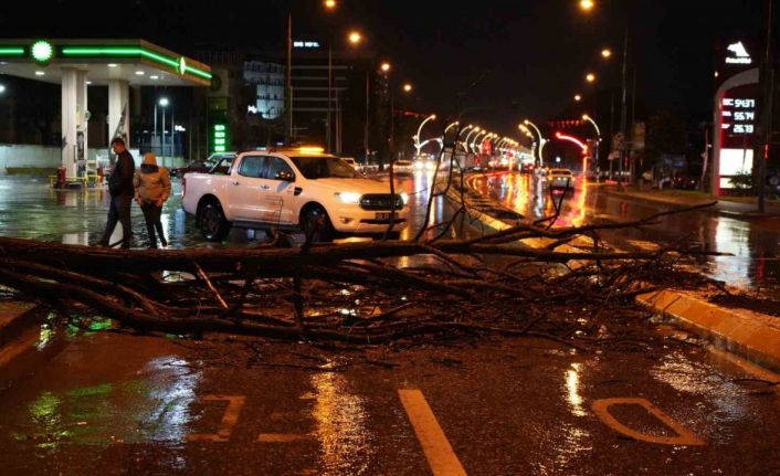 Edirne’de sağanak yağış ve rüzgar, ağacı devirdi