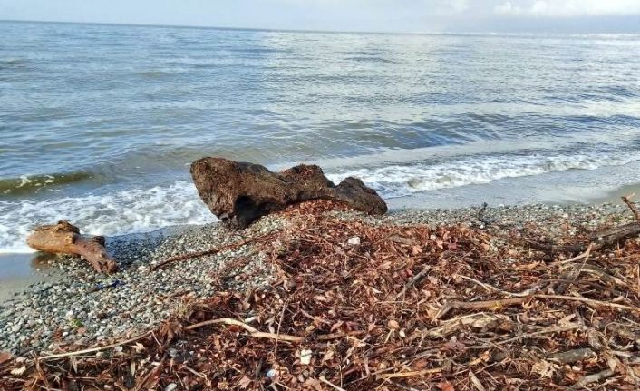 Edremit’te şiddetli lodos, sahili ağaç dalları ve yosunla doldurdu