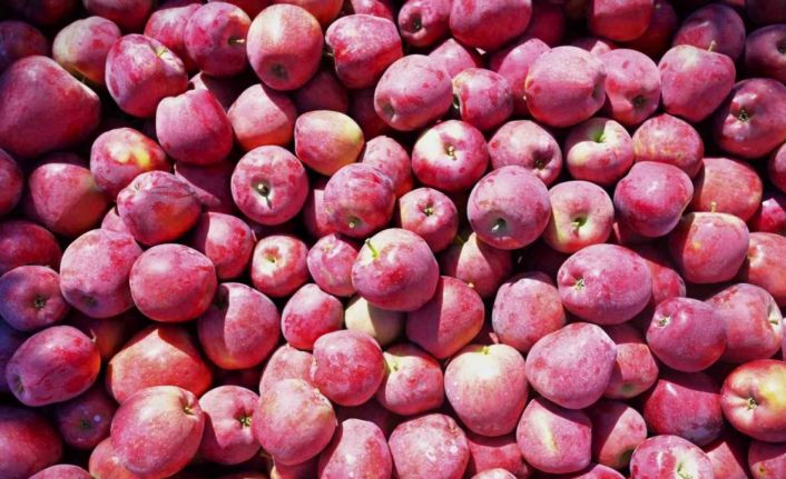 Ege’nin elma deposu Denizli’de üreticinin yüzü gülüyor