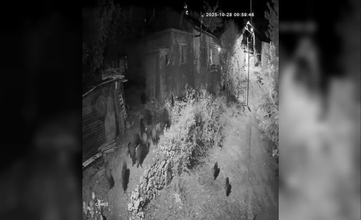 Elazığ’da aç kalan domuz sürüsü bahçeye dadandı