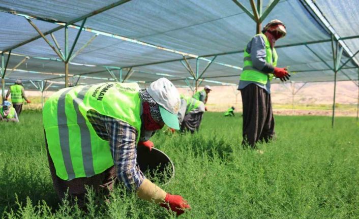 Elazığ’da fidanlar kadınların elinde yeşeriyor