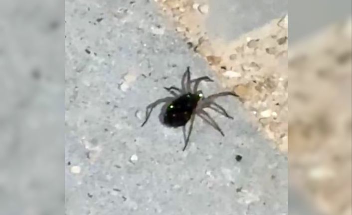 Elazığ’da kurt örümceği görüntülendi