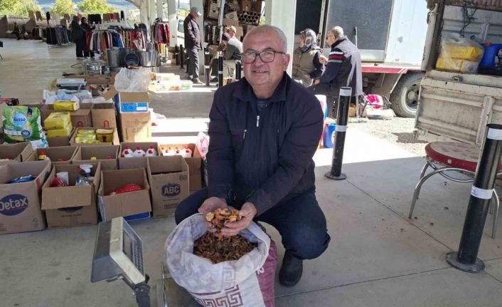 Elma kurusu, üreticisini sevindirdi