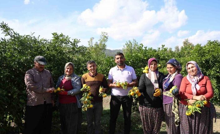 En ucuz meyve: Mandalina bahçede 8 TL’ye kadar düştü
