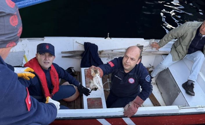 Erdek’te denize düşen yavru kedi kurtarıldı