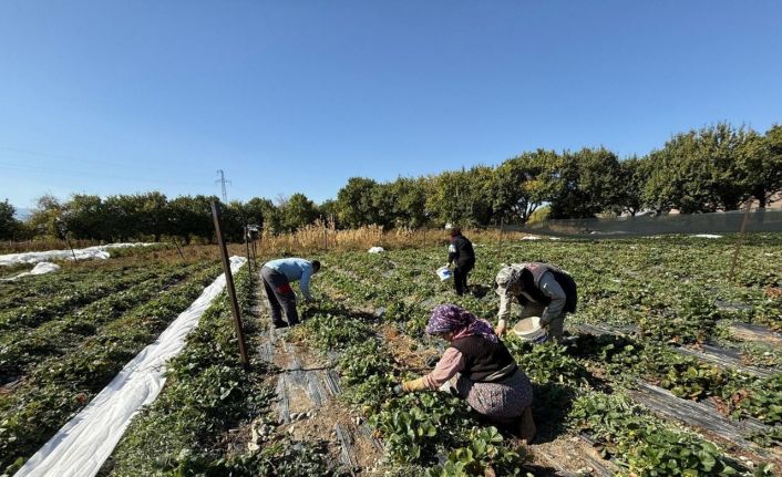 Erzincan’da çilek üretimi yaygınlaşıyor