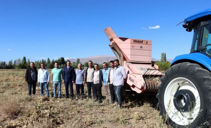 Erzincan’da kuru fasulye hasadı başladı