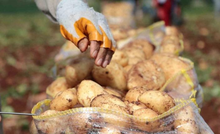 Erzincan’da patates hasadı başladı