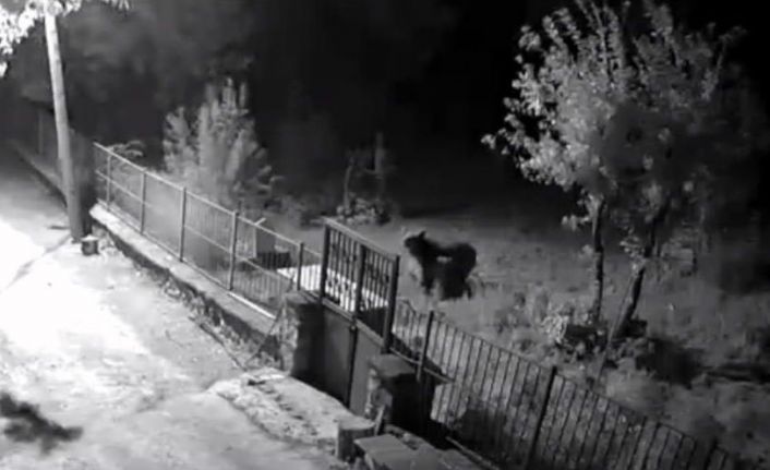 Erzincan’da yerleşim alanlarına inen ayılar vatandaşları tedirgin ediyor