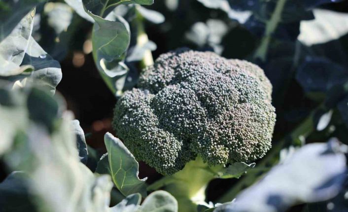 Erzurum’da tarımda yeni bir dönem: İkinci ürün Brokoli hasadı gerçekleştirildi