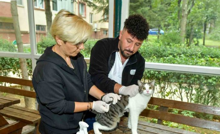 Esenyurt’ta sokak kedilerine parazit uygulaması: Hem hayvan sağlığına hem toplum sağlığına katkı
