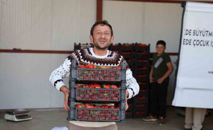 Eskiden barbunya üretim merkezi olan Ovacık yaylaları çileğe döndü