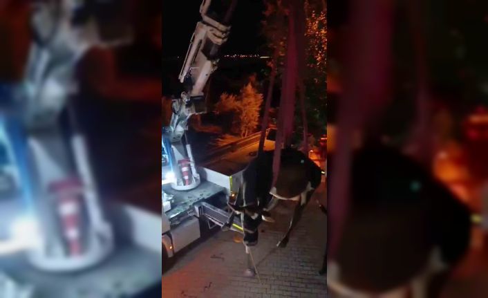 Evin damında mahsur kalan inek vinçle kurtarıldı