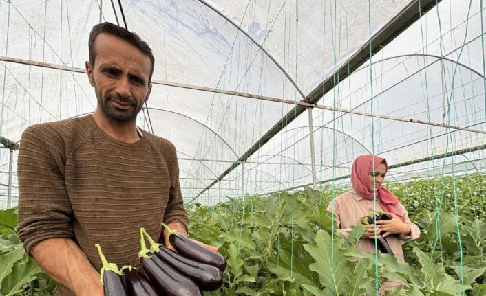 Eyyübiye Sera Kent’te yüzlerce süs bitkisi ve sebze yetiştiriliyor