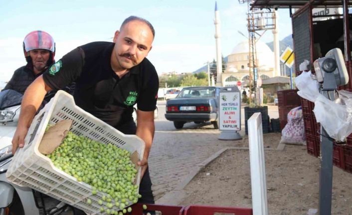 Fethiye’de zeytin hasadı başladı